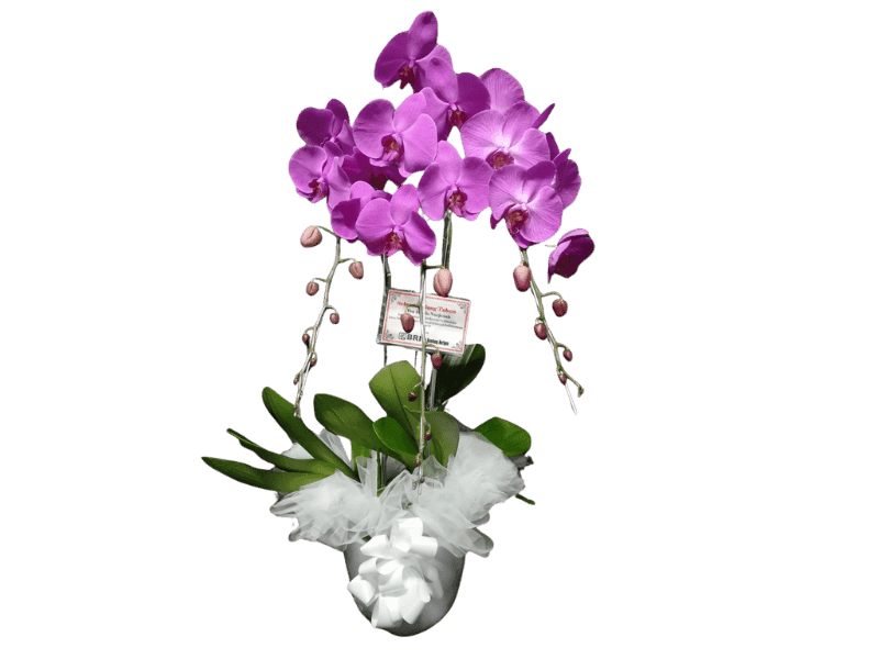 Anggrek Phalaenopsis Cantik
