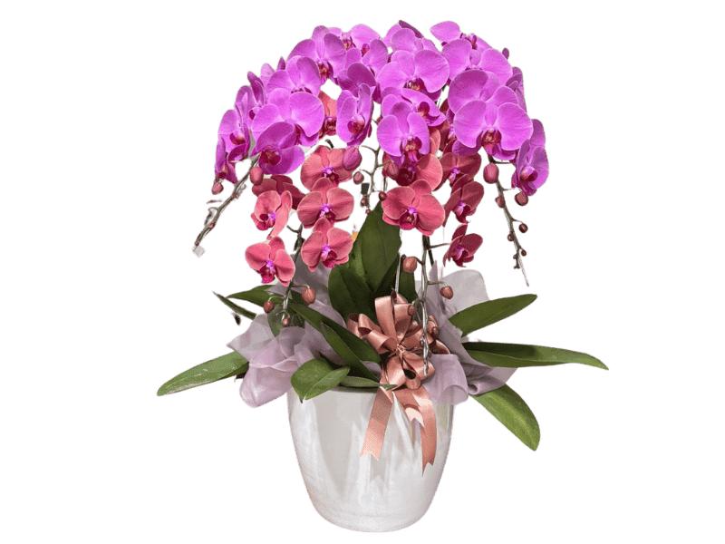Anggrek Phalaenopsis Berwarna Cerah