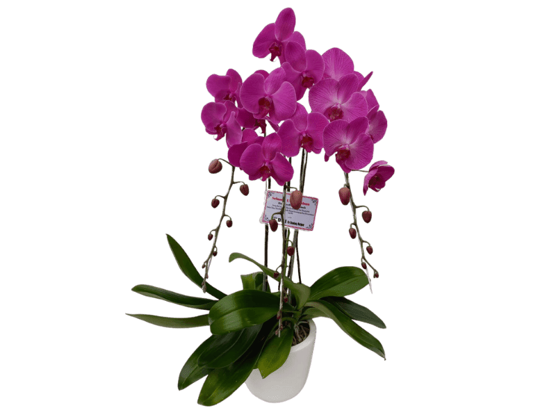 Anggrek Phalaenopsis Ungu Cantik