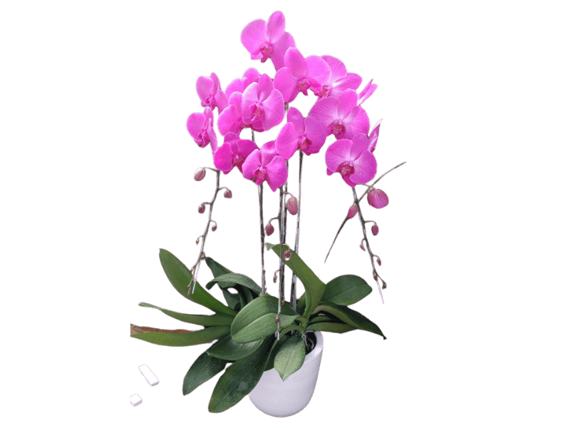 Anggrek Phalaenopsis Segar